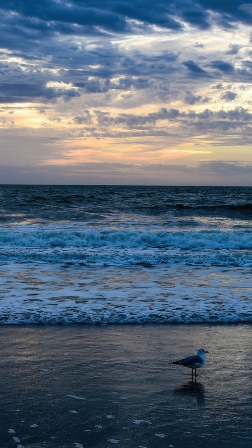 Seagull on a beach at sunrise with ocean waves