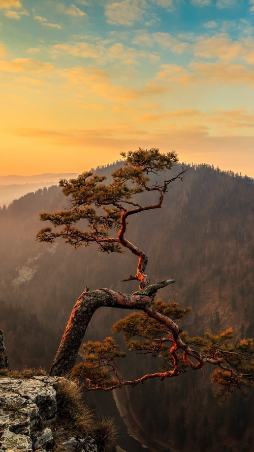 Pine tree on a cliff at sunset