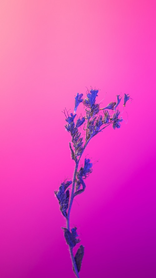 Minimalist artwork of a purple flower against a pink background