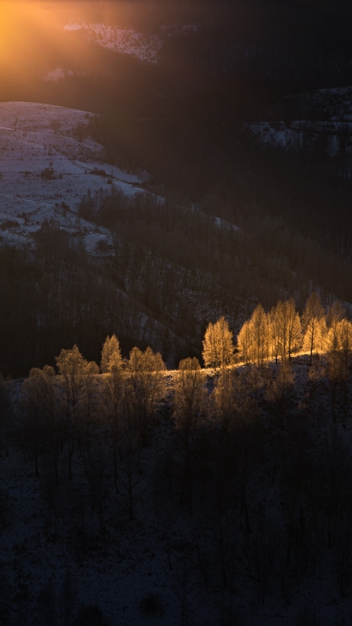 Sunlight illuminates trees on a snowy hillside