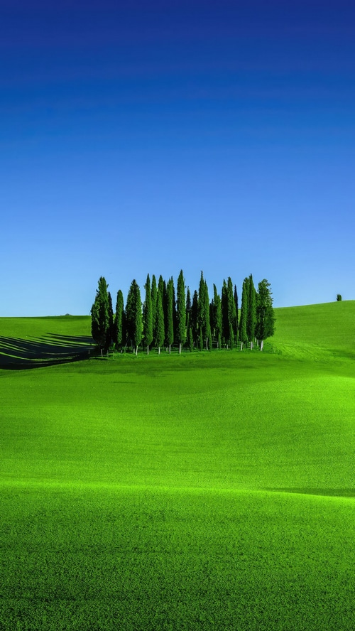 Green rolling hills with cypress trees under a blue sky