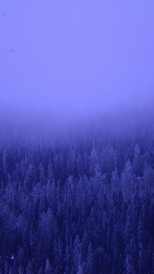 A foggy forest with tall pine trees