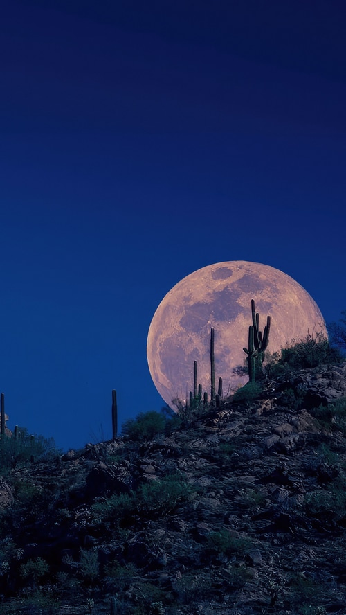 Full moon over a desert mountain with saguaro cacti