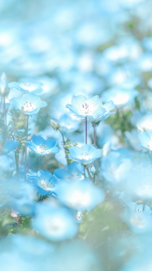 Field of delicate blue Nemophila flowers