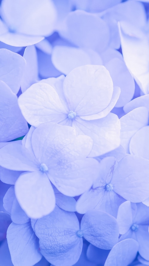 Close-up of light purple hydrangea flowers