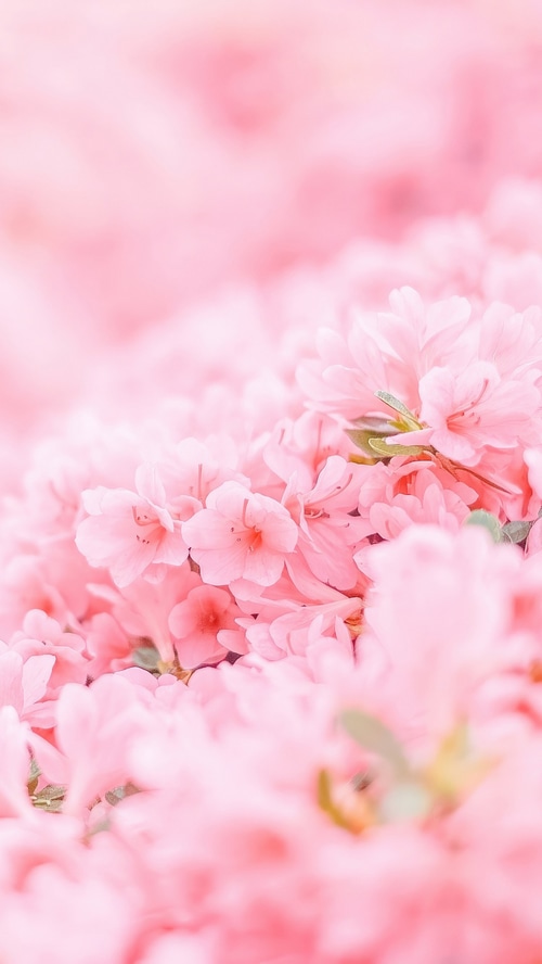 Close-up of pink azalea flowers in bloom