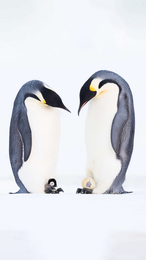 Two Emperor Penguins with a chick and an egg