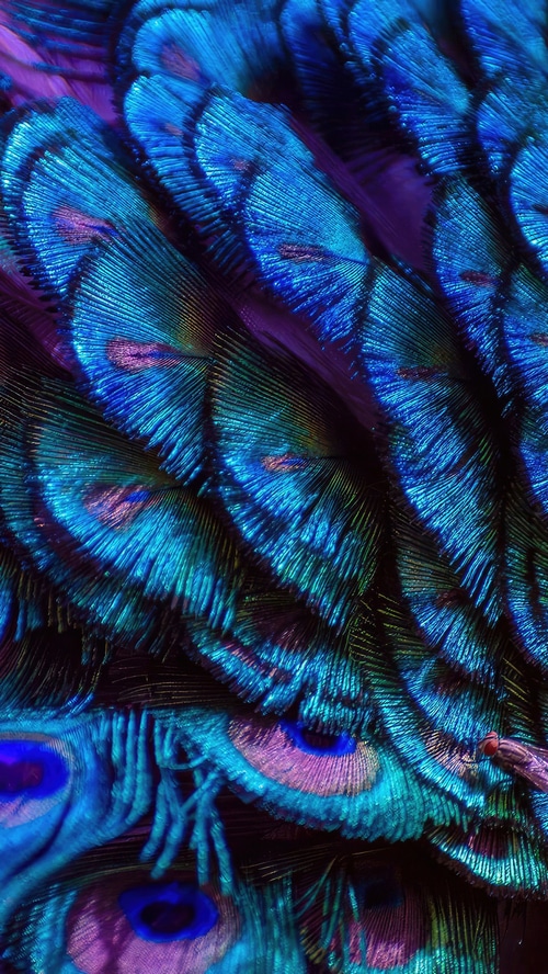 Close-up of iridescent peacock feathers
