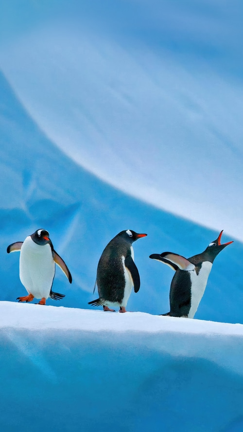 Three penguins on an icy surface