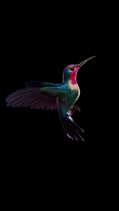 Hummingbird with iridescent feathers on black background