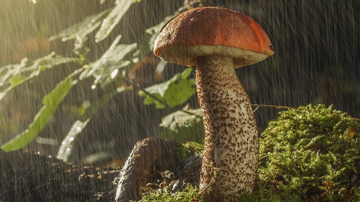 Mushroom in the rain