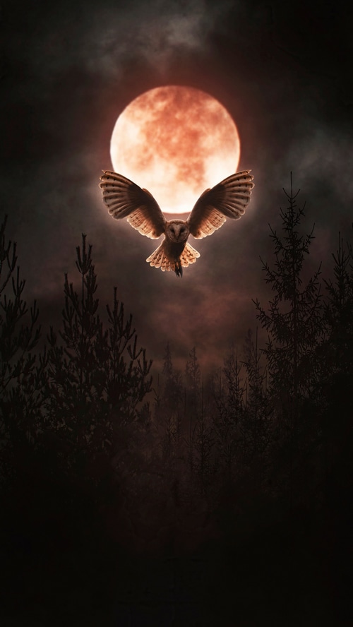 Barn owl flying in front of a blood moon