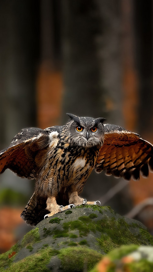 Eurasian eagle-owl with wings spread on a mossy rock