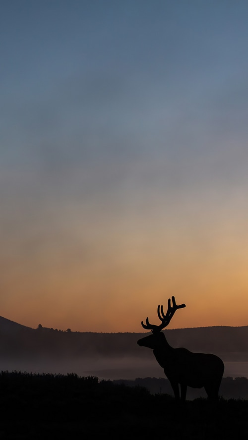 Silhouette of an elk at sunrise