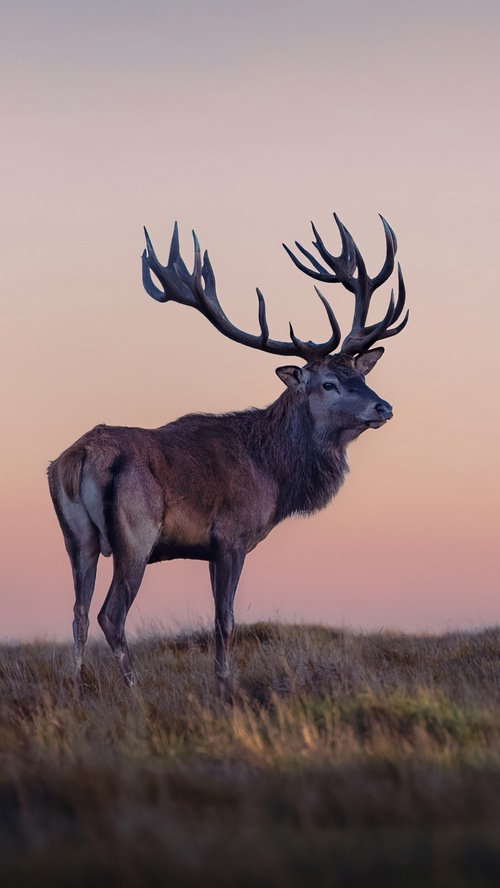 Majestic Red Deer Stag with Large Antlers