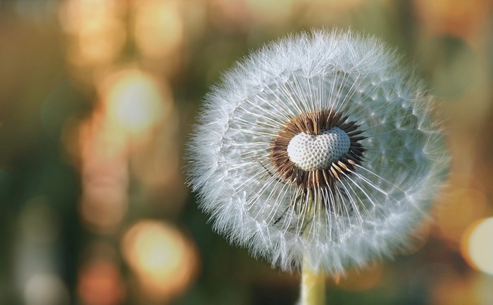 Close-up of a Dandelion seed head