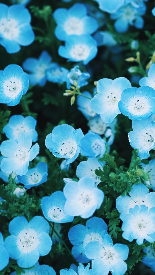 Close-up of blue Nemophila flowers with white centers