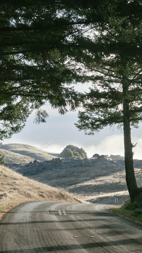Winding road through rolling hills with trees