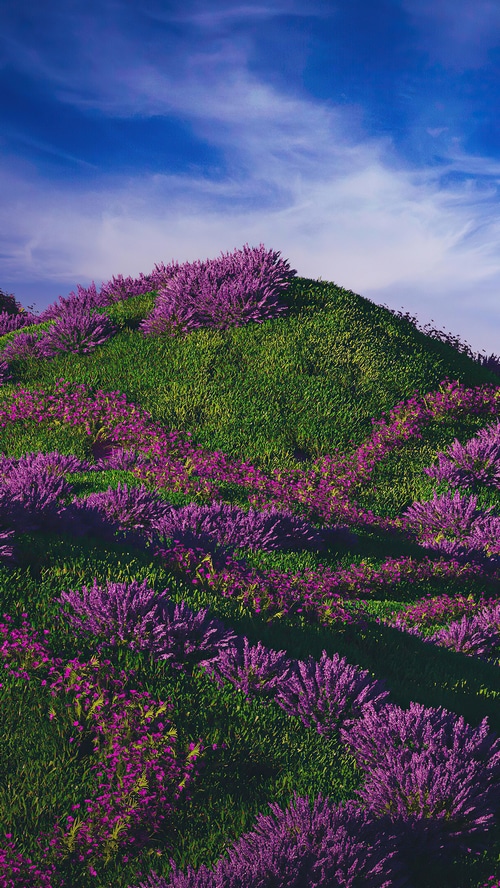 Purple flowers on a green grassy hill under a blue sky