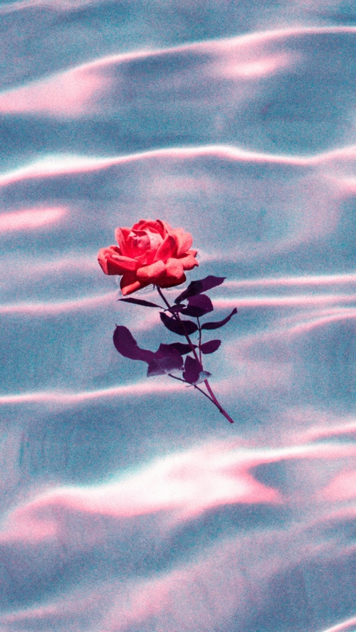 A single red rose floats on rippling water