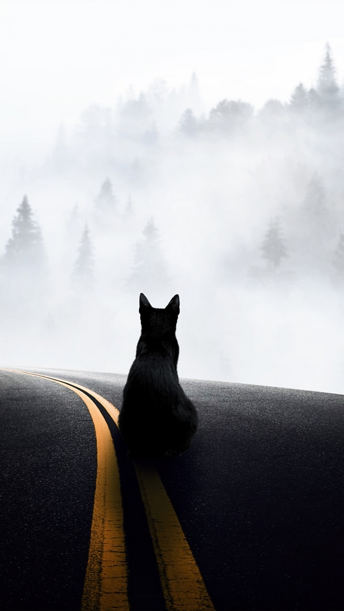 Black cat sitting on a foggy road