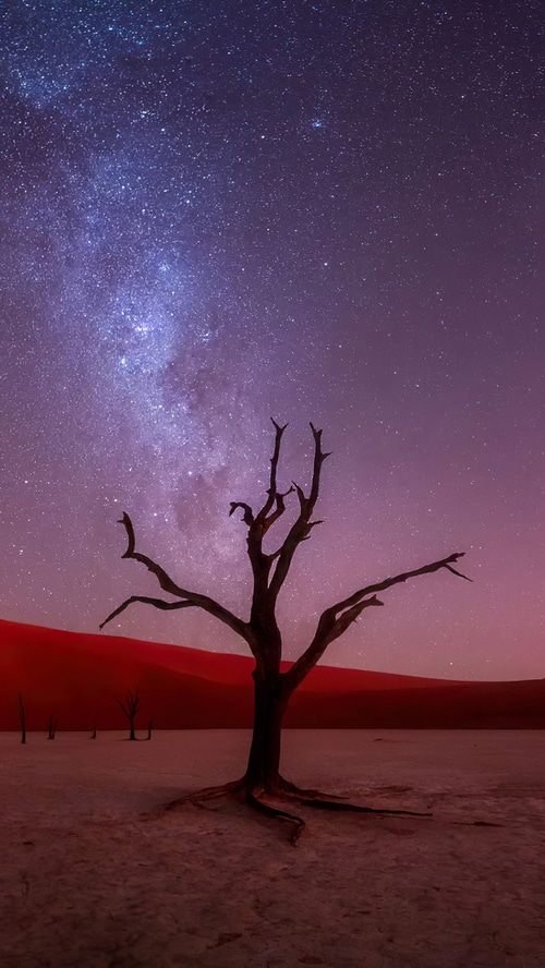 Dead tree under the Milky Way in the desert