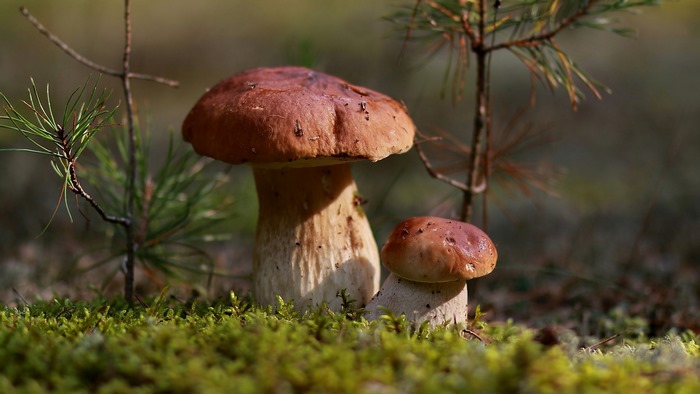 Two mushrooms in a forest with pine saplings
