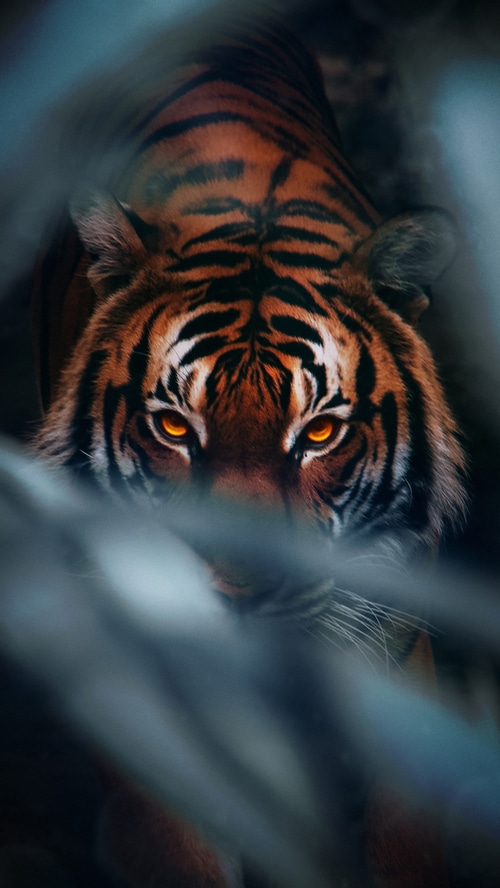 Tiger with glowing orange eyes