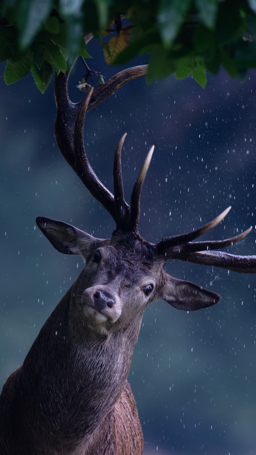 Deer with antlers in the rain