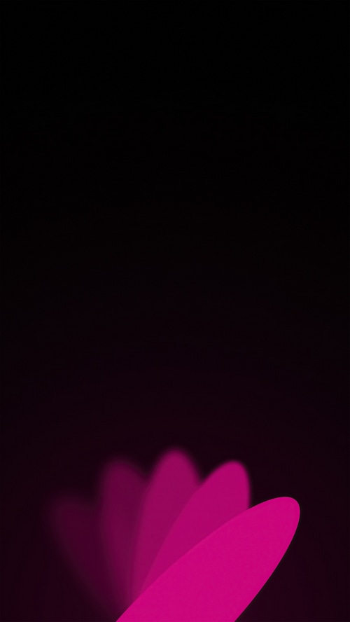 Abstract pink flower petals on black background