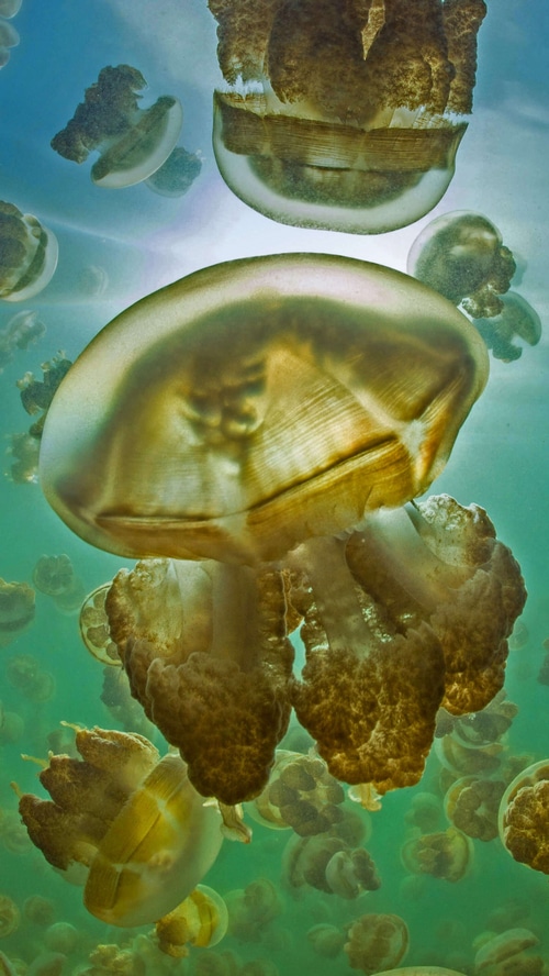 Underwater 4K photography of jellyfish
