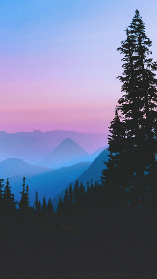 Misty mountains and pine trees at sunset