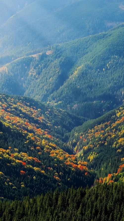 Autumn forest on mountainside