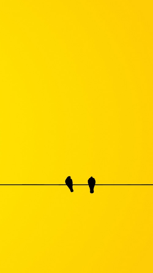 Two birds silhouetted on a wire