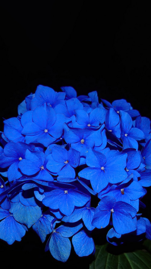 Blue Hydrangea Flowers on Black Background