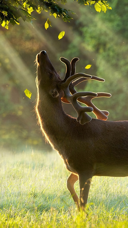 Deer with antlers in a sunlit meadow
