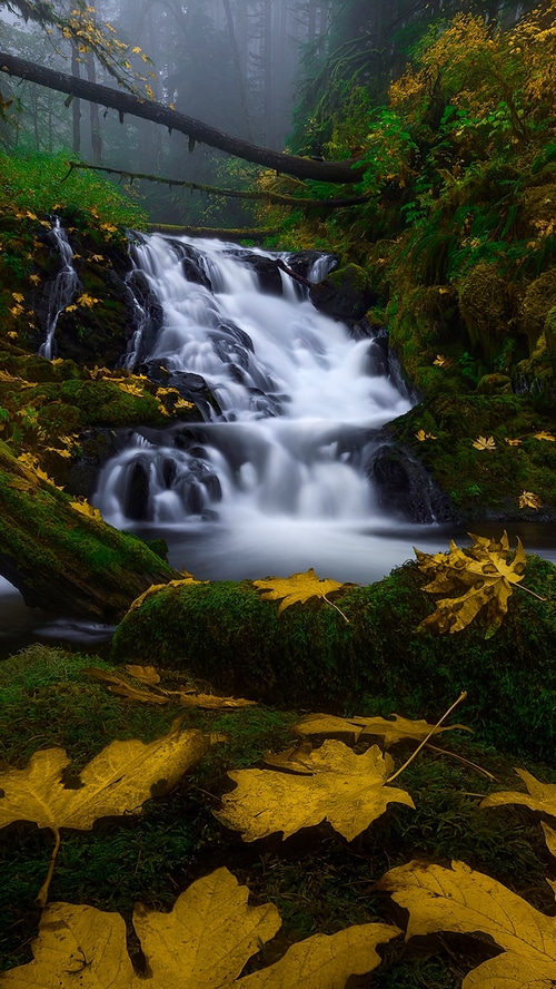 Waterfall in a misty forest with autumn leaves