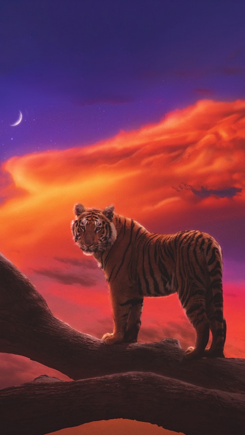 Tiger on a branch at sunset