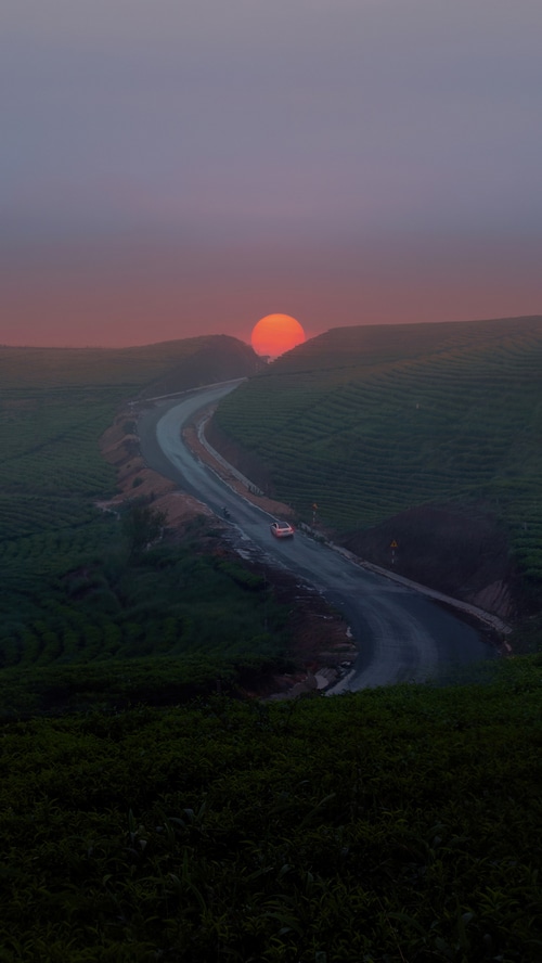 Road through tea fields at sunset