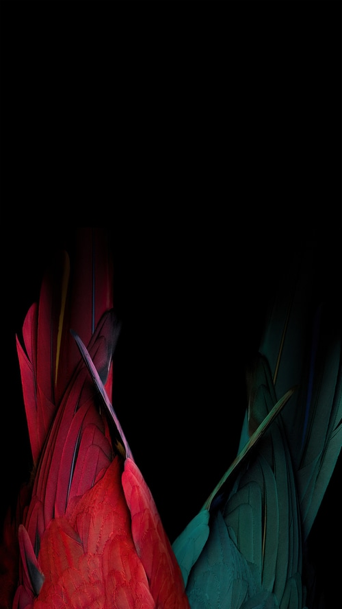 Abstract close-up of red and green parrot feathers on black background