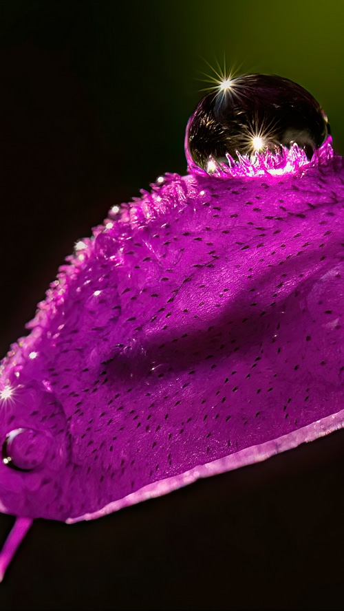 Macro photography of a purple petal with water drops