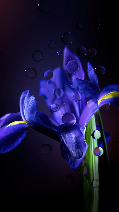 Purple Iris with Water Droplets 4K