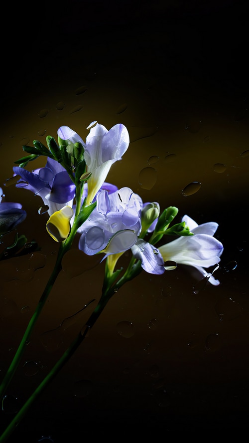 Purple and white freesia flowers with water droplets