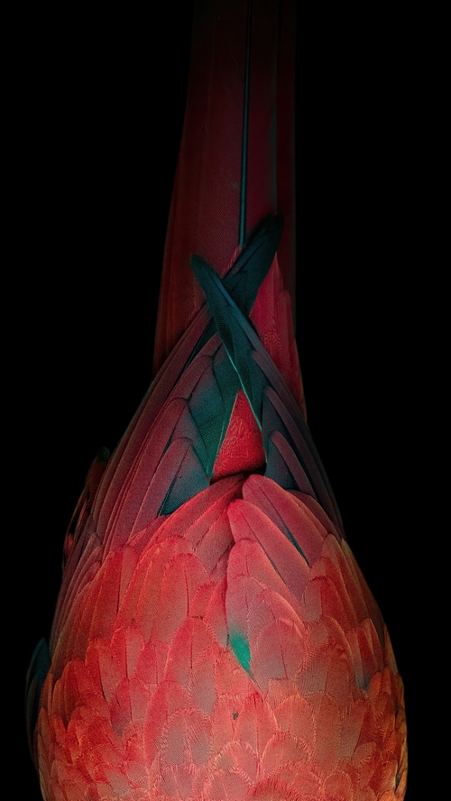 Close-up of a red and green macaw's tail feathers