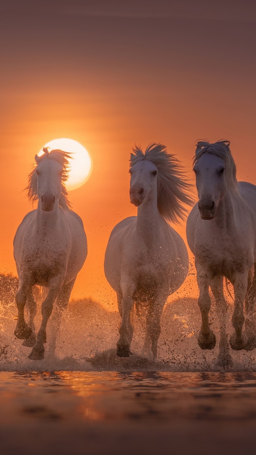 Three white horses running through water at sunset