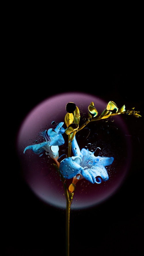 Blue flower with water droplets and purple light