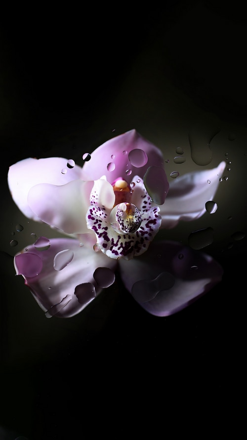 Orchid with water droplets on black background