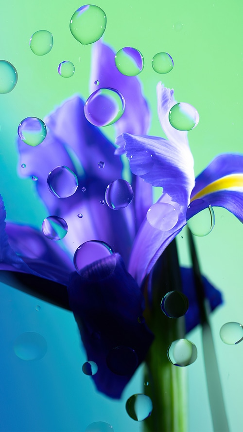 Purple Iris flower with water droplets 4K