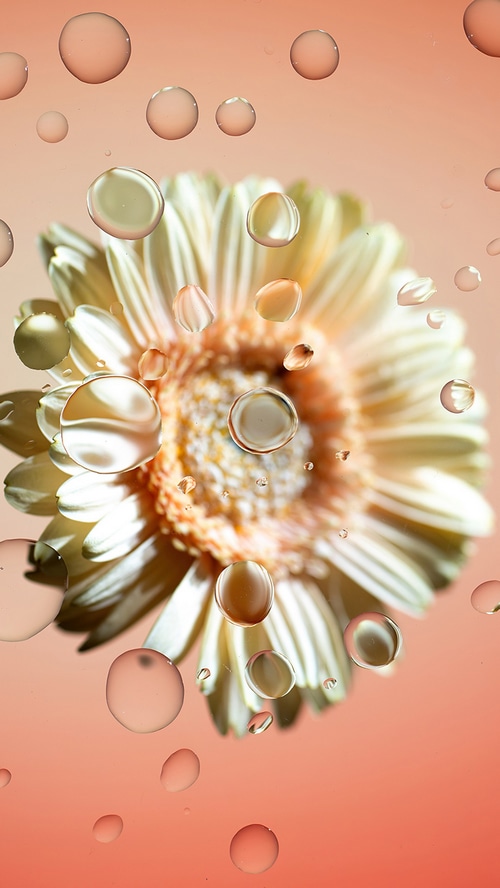 Gerbera daisy with water droplets on peach background