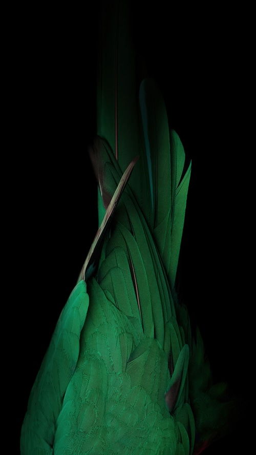 Abstract close-up of green parrot feathers